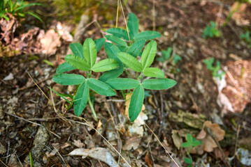 Trifolium alpestre