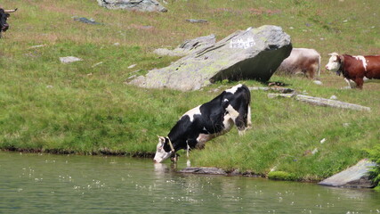 Mucche al pascolo al Lago del Santanel, sopra Piamprato, nel Parco del Gran Paradiso