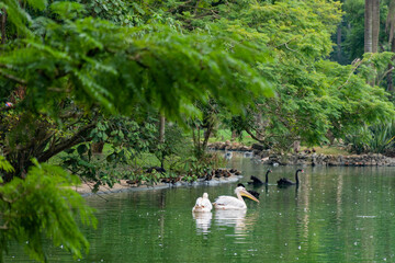 Gansos brancos e pretos nadando na lagoa do zoológico