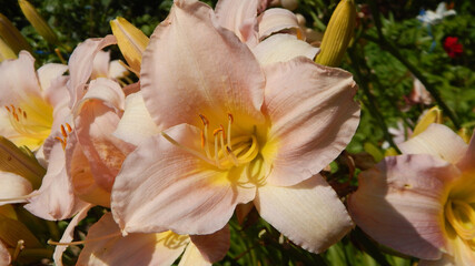 lilac daylily flowers in the park
