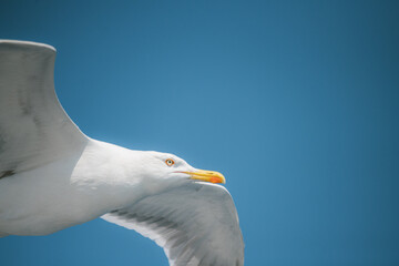Seagul flying in the sky.