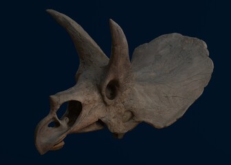  3d skeleton head of a triceratops
