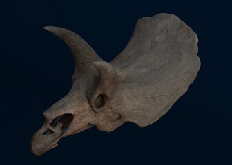 3d skeleton head of a triceratops