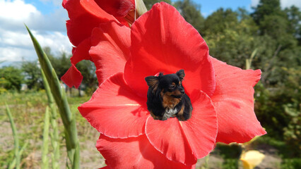 Chi Hua Hua in a red gladiolus flower