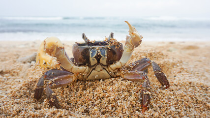 sea ​​male crab has large and small claws