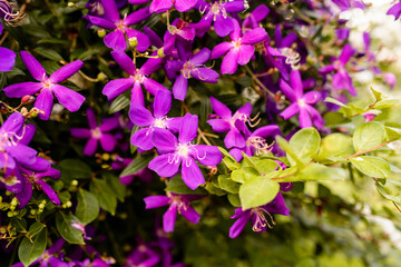 Purple Glory Flower with a lot of bloom in peek season 