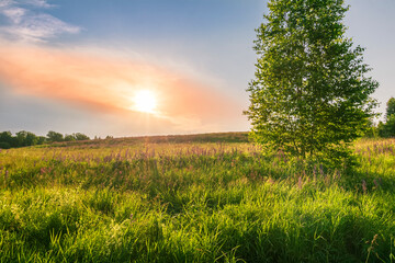 Scenic view at beautiful spring sunset in a green shiny flower hill with green grass and golden sun rays, deep blue cloudy sky , trees spring valley landscape