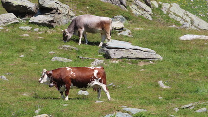 Mucche al pascolo al Lago del Santanel, sopra Piamprato, nel Parco del Gran Paradiso