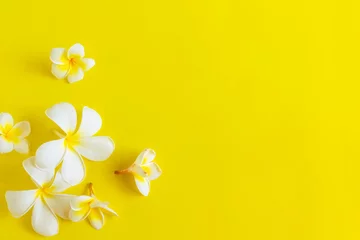 Fototapeten White plumeria flowers on bright yellow background with copy space. Flat lay. © Tatiana