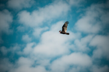 Flying Turkey Vulture