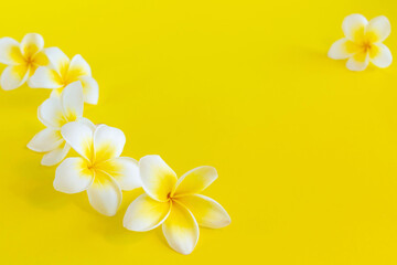 White plumeria flowers on bright yellow background with copy space. Flat lay.