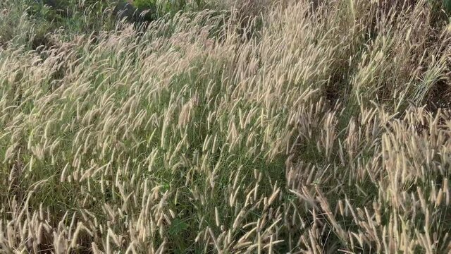 Desho grass flowers field with the wind above