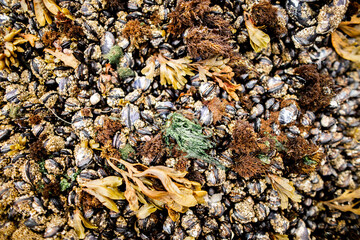 Tide Pool Texture