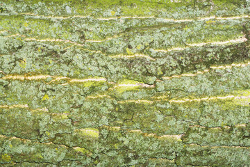 Green forest moss. Tree bark texture. Natural wooden pattern. Wet environment background.
