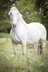 kräftiges weißes Pferd 