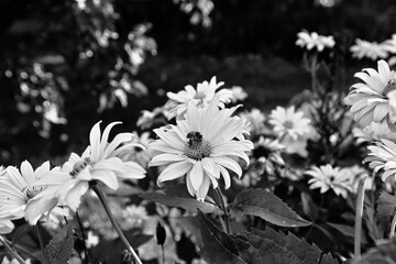 Leucanthemum vulgare, artistic look in black and white
