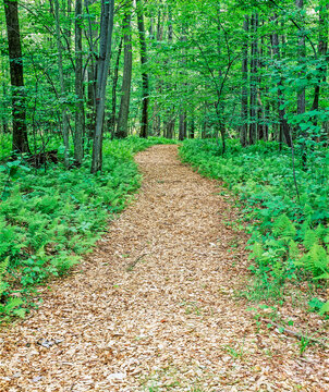 Path Though Woods In Western New York State In The United States