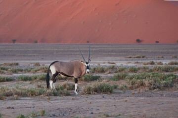Gemsbuck (Oryx gazelle) in Namib desert with dune in background