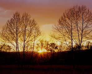 Fototapeta premium Sunset setting though silhoutted trees in The Great Smoky Mountains National Park in Tennessee in the United States