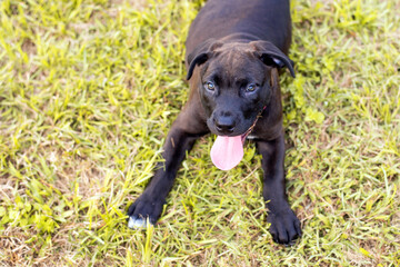 A black Pit Bull Terrier mixed breed puppy
