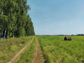Fototapeta premium country road between farm field and forest plantation on a sunny day with blue sky background