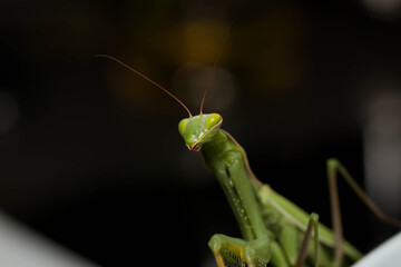 green praying mantis