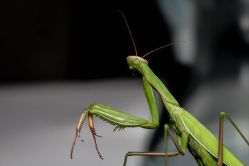 praying mantis on a branch