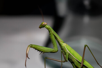 green praying mantis