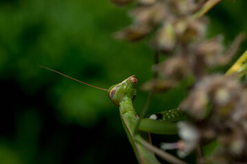 praying mantis on green leaf