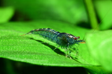 Extrem schöne wertvolle Caridina Aura Blue Garnelen im Aquarium