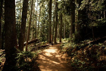 Pine Forest Path