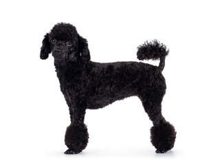 Cute black miniature poodle dog, standing side ways. Looking straight at lens with shiny dark eyes....