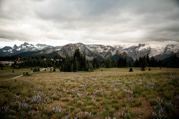 Fototapeta premium alpine meadow in the mountains