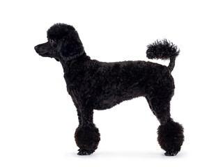 Cute black miniature poodle dog, standing side ways. Looking straight ahead to the side with shiny...