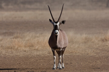 Gemsbuck in the desert (Oryx gazelle)