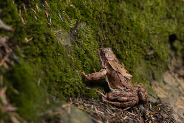 A brown forest toad sits on grass
