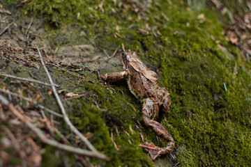 A brown forest toad jumps on the grass