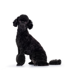 Cute black miniature poodle dog, sitting side ways. Looking straight to camera. Isolated on white background.