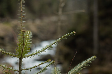 close up of willow branches in spring