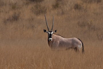 Gemsbuck in the desert (Oryx gazelle)