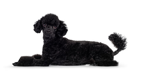 Cute black miniature poodle dog, laying down side ways. Looking straight to camera. Isolated on white background.