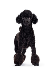 Cute black miniature poodle dog, standing / walking facing front. Looking straight at lens with shiny dark eyes. Isolated on white background.