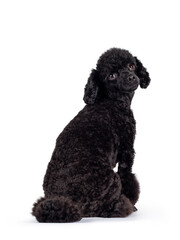 Cute black miniature poodle dog, sitting backwards. Looking over shoulder straight at lens with shiny dark eyes. Isolated on white background.