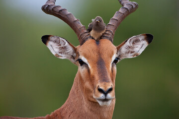 Impala with juvenile Red-billed Oxpecker on the head