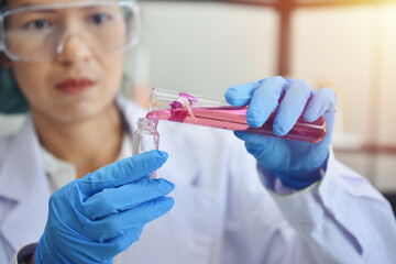 Asian female scientist chemist wearing safety glasses and protective gloves adds pink solution to a test tube, using a pipette, for further research in the laboratory. Creating a herb vaccine.