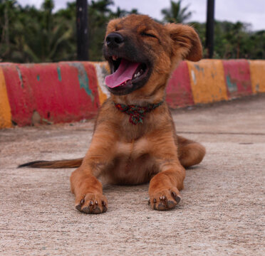 A happy and full of life stray puppy dog yawning in broad daylight.