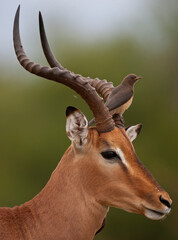 Impala with juvenile Red-billed Oxpecker on the head