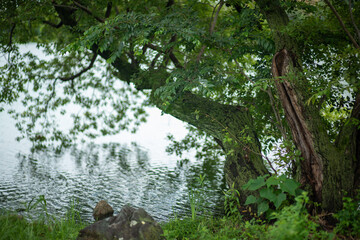 Obraz na płótnie Canvas Tree side of the lake 