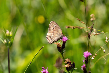 Fototapeta premium Brauner Waldvogel (Aphantopus hyperantus) auf Wiesen-Flockenblume (Centaurea jacea)