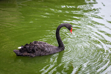Ganso marrom nadando em uma lagoa no jardim zoológico